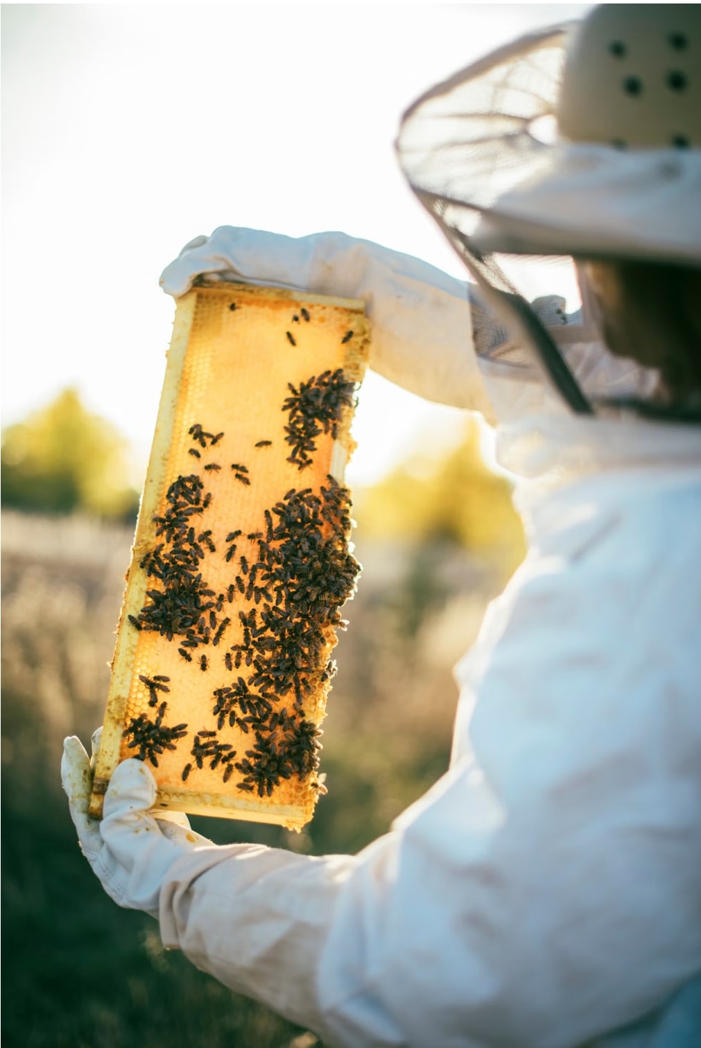 Beekeeping Workshop